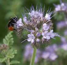 Bijenvoer of bijenvriend (Phacelia tanacetifolia)